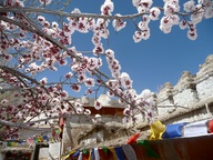 Spring in Ladakh - A Spring in Ladakh - A