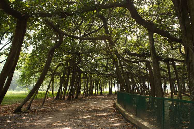 Great-Banyan-Tree