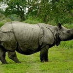 Top 10 National Parks in India