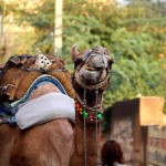 15 Weekend Getaways from Delhi under 6 Hours