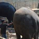 Tales from Sri Lanka : Man versus Wild