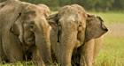 A Mother Elephant With Her Calf, Corbett National Park, India