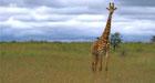 Giraffe Pose, Nairobi, Kenya