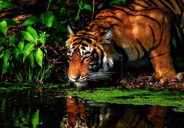 Ek Bhi Nahi Tha Tiger