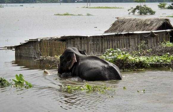kaziranga