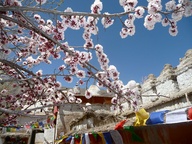 Spring in Ladakh - A
