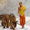 thailand tiger temple