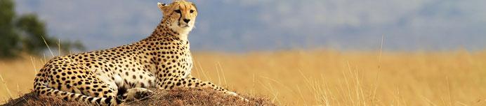 /images/Destination_image/Masai Mara/692x152/A-cheetah-Acinonyx-jubatus-on-the-Masai-Mara-National-Reserve-safari-in-southwestern-Kenya.jpg