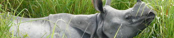 /images/Destination_image/Assam/692x152/A-Rhino-at-Kaziranga-National-Park,-Assam,-India.jpg
