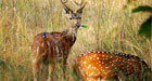 Chital-deer,-Bandhavgarh,-India