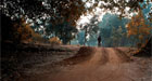 Exploring-the-forest,-Bandhavgarh,-India