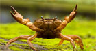A-Crab-Assuming-A-Defensive-Position-At-Coorg,-India