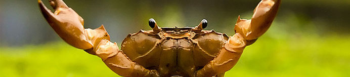 /images/Destination_image/Coorg/692x152/A-crab-assuming-a-defensive-position-at-Coorg,-India.jpg