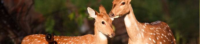 /images/Destination_image/Corbett/692x152/A-pair-of-Spotted-Deer,-Corbett,-India.jpg