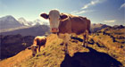 A-Swiss-Cow,-Interlaken,-Switzerland