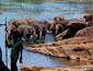 /images/Destination_image/Kandy/85x65/Pinnewala-Elephant-Orphanage-Kandy.jpg