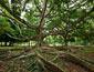 /images/Destination_image/Kandy/85x65/Royal-Botanical-Garden,-Kandy,-Sri-Lanka.jpg