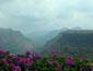 /images/Destination_image/Khandala/85x65/Flowers-blooming-in-Khandala-Valley,-Khandala.jpg