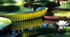 Giant Amazon Water Lily In Botanical Garden, Mauritus, Mauritius