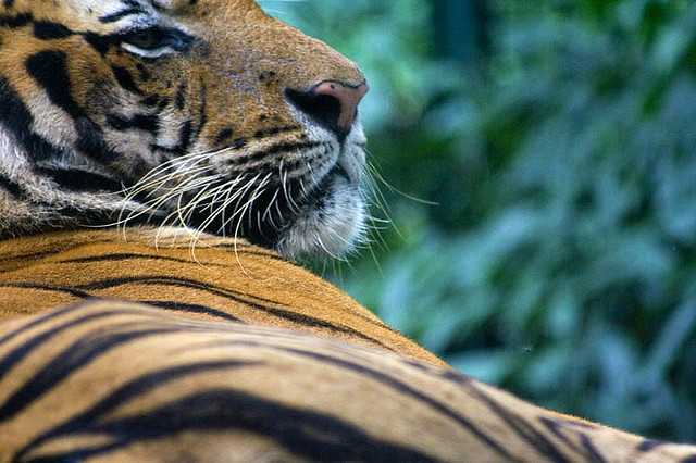 The NTCA has proposed new guidelines for tiger tourism