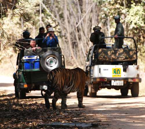Tiger reserves across the country are set to reopen after tourism ban is lifted