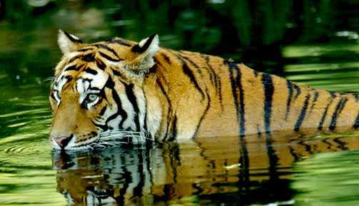 Corbett will implement the new guidelines prescribed by the National Tiger Conservation Authority (NTCA) over the next six months